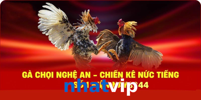Gà Chọi Nghệ An – Chiến Kê Nức Tiếng Số 1 Hiện Nay